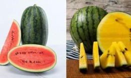 如何在网上免费吃瓜,轻松畅享热门资讯盛宴